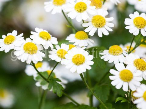 Camomille matricaire une plante apaisante