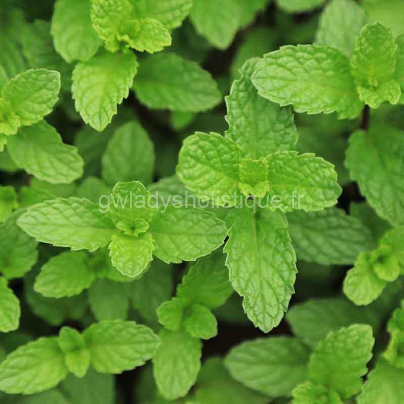 Menthe poivrée au service de la digestion